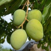African mango fruit (Irvingia gabonensis)