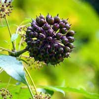 Eleuthero, also known as Siberian ginseng