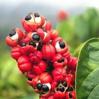 Guarana seeds, a natural source of caffeine