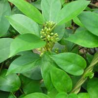 Gymnema sylvestre leaves, traditionally used in Ayurveda
