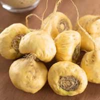 Maca root from the Peruvian Andes